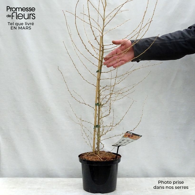 Spécimen de Larix decidua - Mélèze d'Europe Pot de 4L/5L tel que livré au printemps