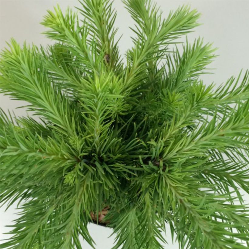 Larix kaempferi Grey Pearl - Mélèze du Japon nain (Feuillage)