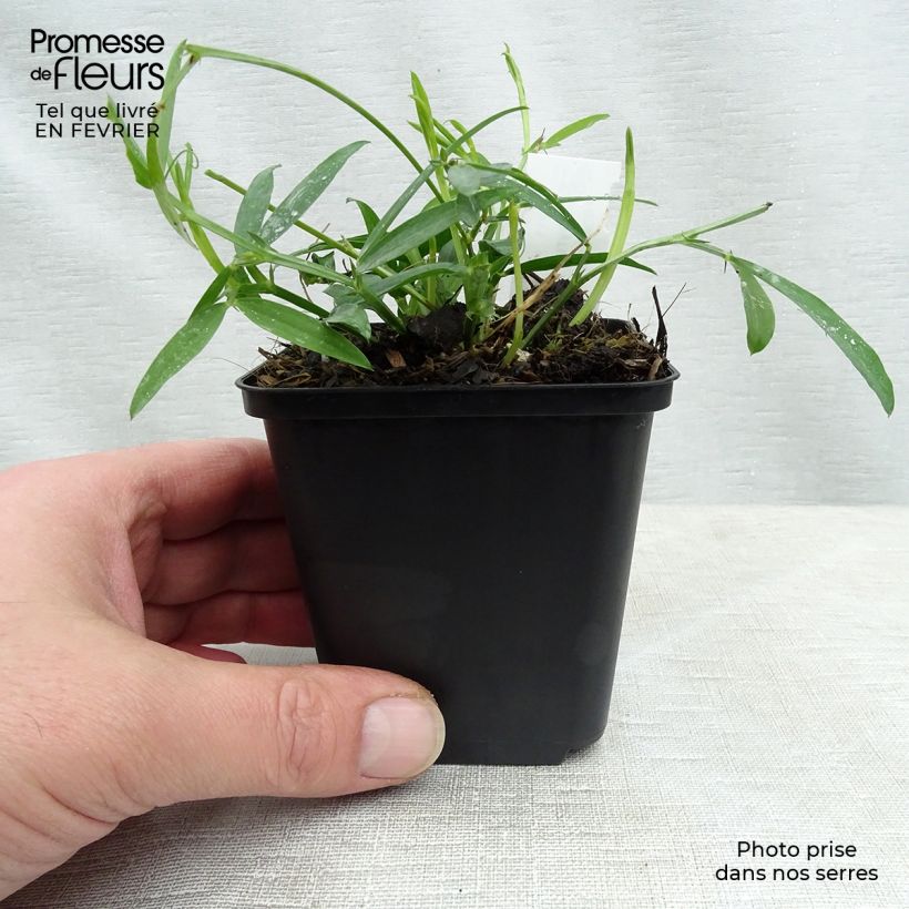 Spécimen de Lathyrus latifolius Pink Pearl Godet de 8/9 cm tel que livré en hiver