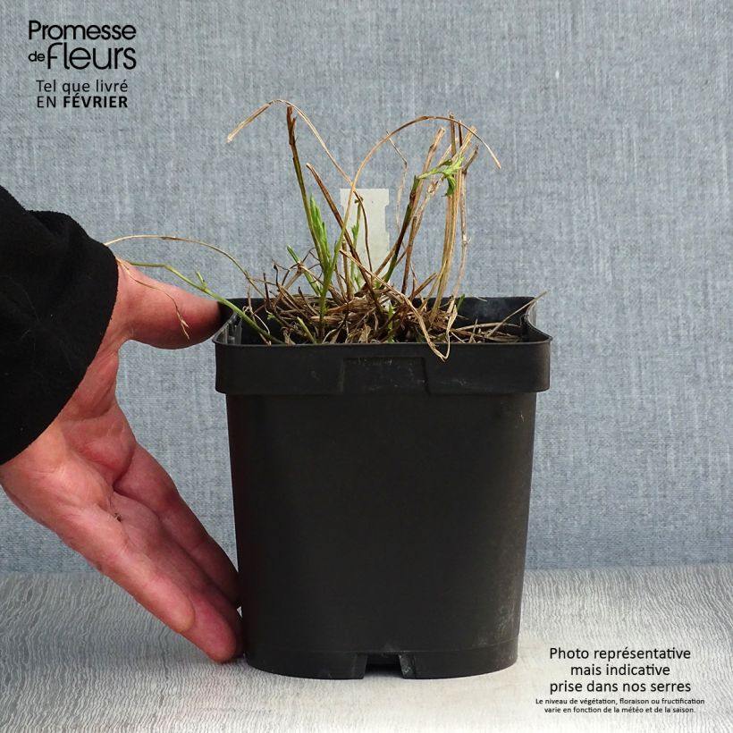 Spécimen de Lathyrus latifolius Pink Pearl Pot de 2L/3L tel que livré en hiver