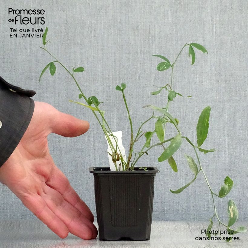 Spécimen de Lathyrus latifolius White Pearl  Godet de 8/9 cm tel que livré en hiver