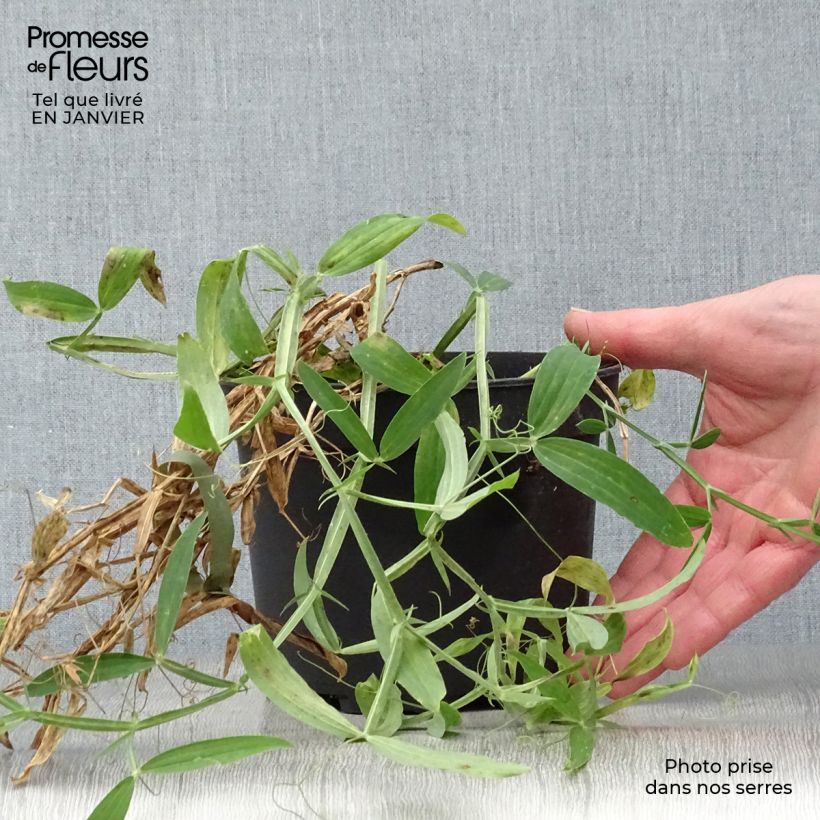 Spécimen de Lathyrus latifolius White Pearl  Pot de 2L/3L tel que livré en hiver