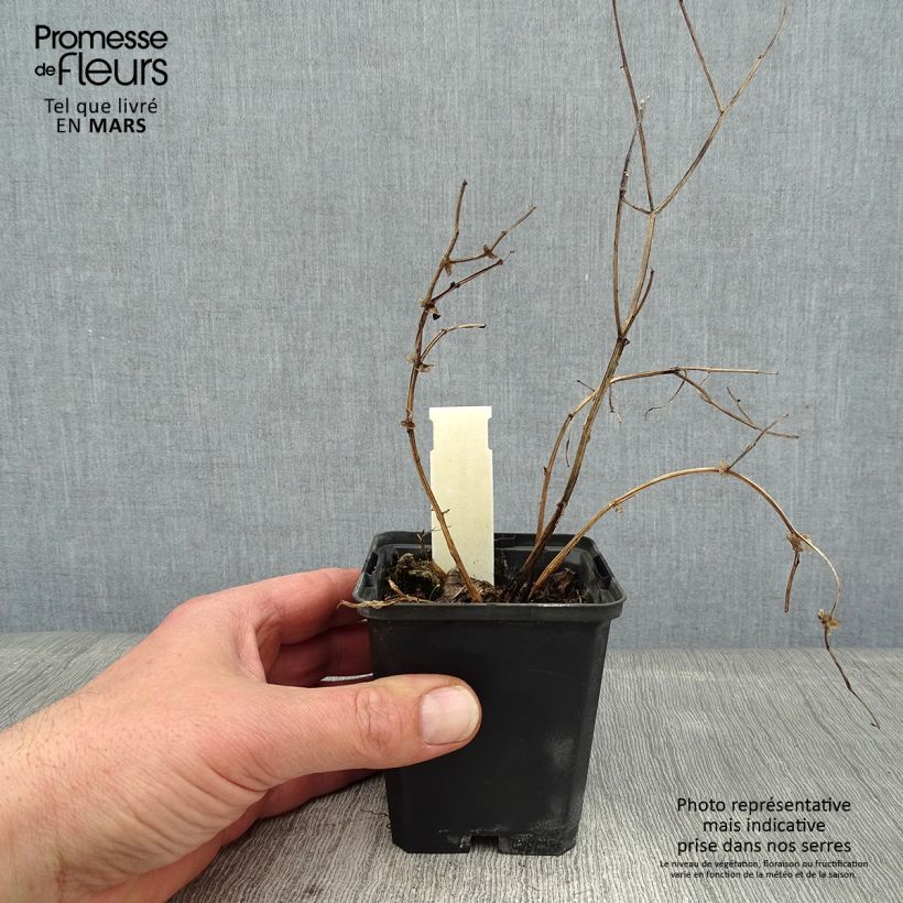 Spécimen de Lathyrus niger -  Pois vivace Godet de 8/9 cm tel que livré en hiver