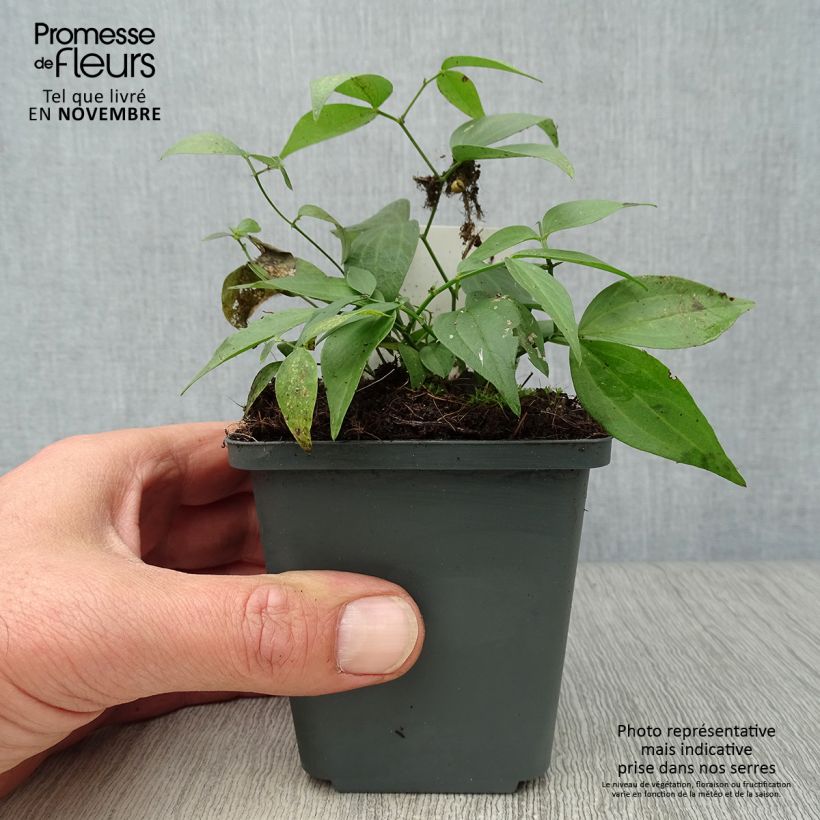 Spécimen de Lathyrus vernus - Pois de senteur vivace Godet de 8/9 cm tel que livré en automne