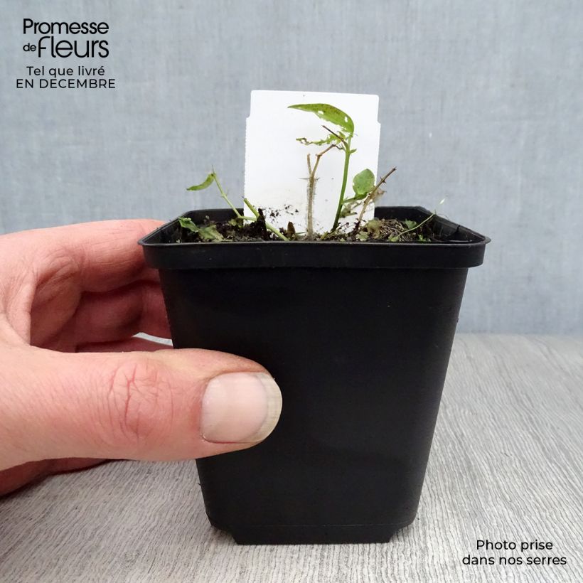 Spécimen de Lathyrus vernus - Pois de senteur vivace Godet de 8/9 cm tel que livré en hiver