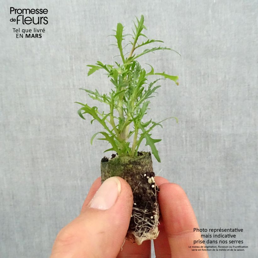 Spécimen de Laurentia ou Isotoma Beth's Blue Mini-motte Ø 3/4 cm, Plant vert de 5 à 10 cm de haut tel que livré au printemps