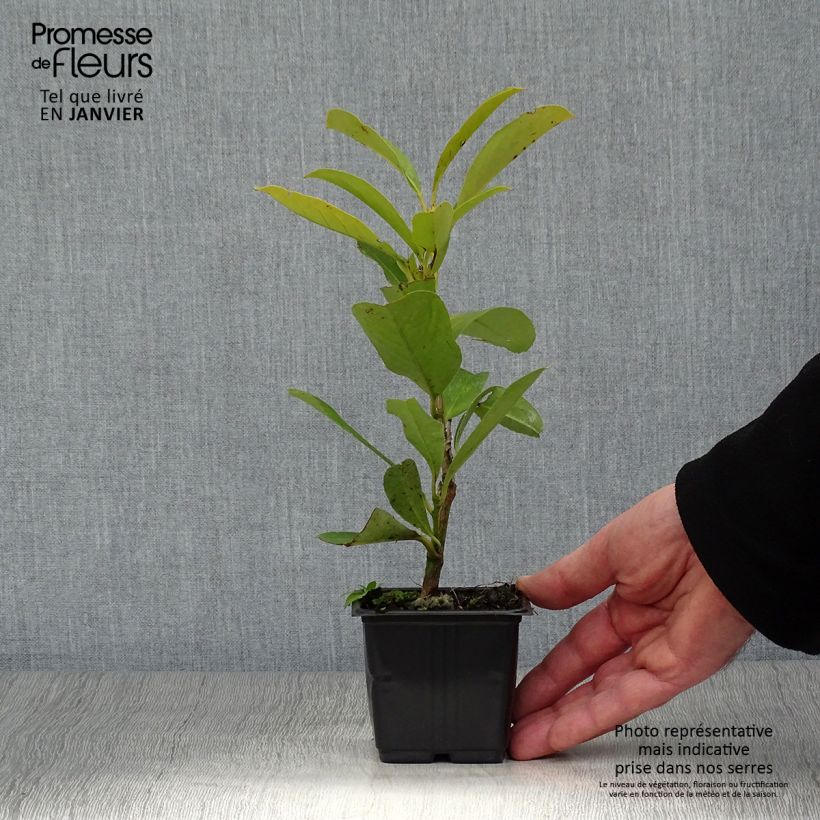 Spécimen de Laurier Cerise - Prunus laurocerasus Fontanettes Godet de 8/9 cm tel que livré en hiver