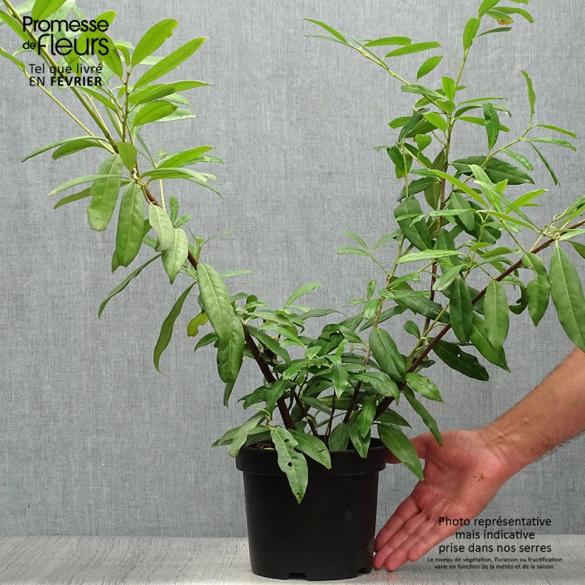 Spécimen de Laurier Cerise Zabeliana - Prunus laurocerasus Pot de 4L/5L tel que livré en automne