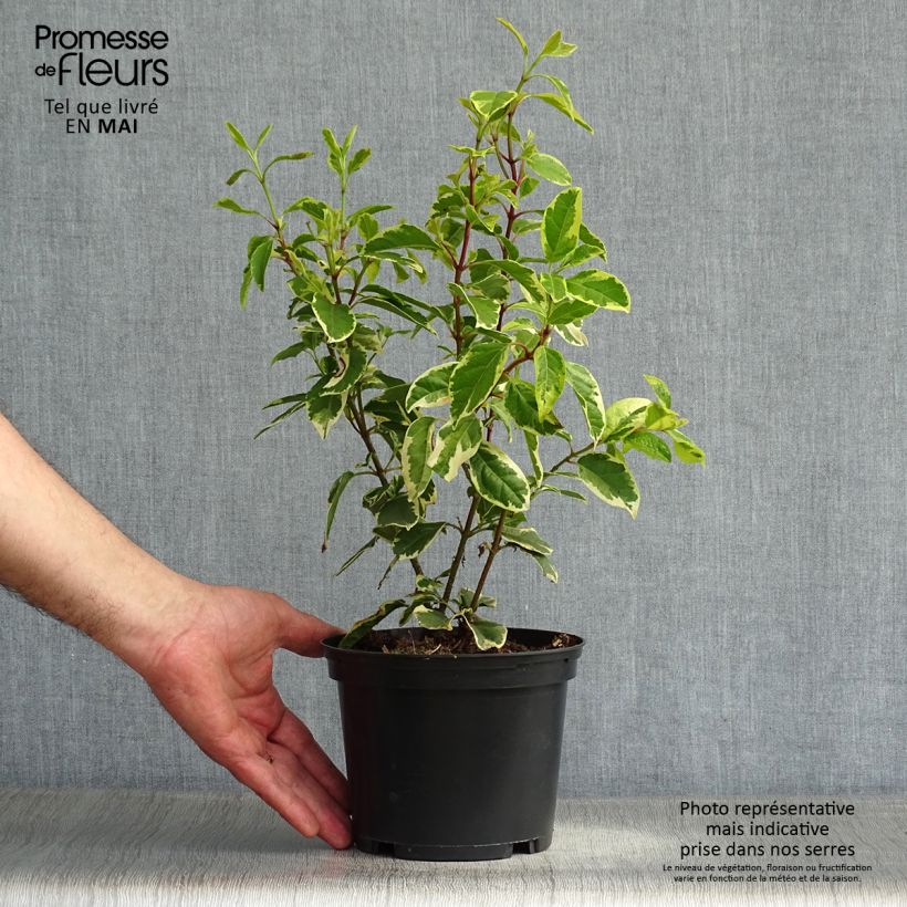 Spécimen de Laurier Tin - Viburnum tinus Variegatum Pot de 2L/3L tel que livré au printemps