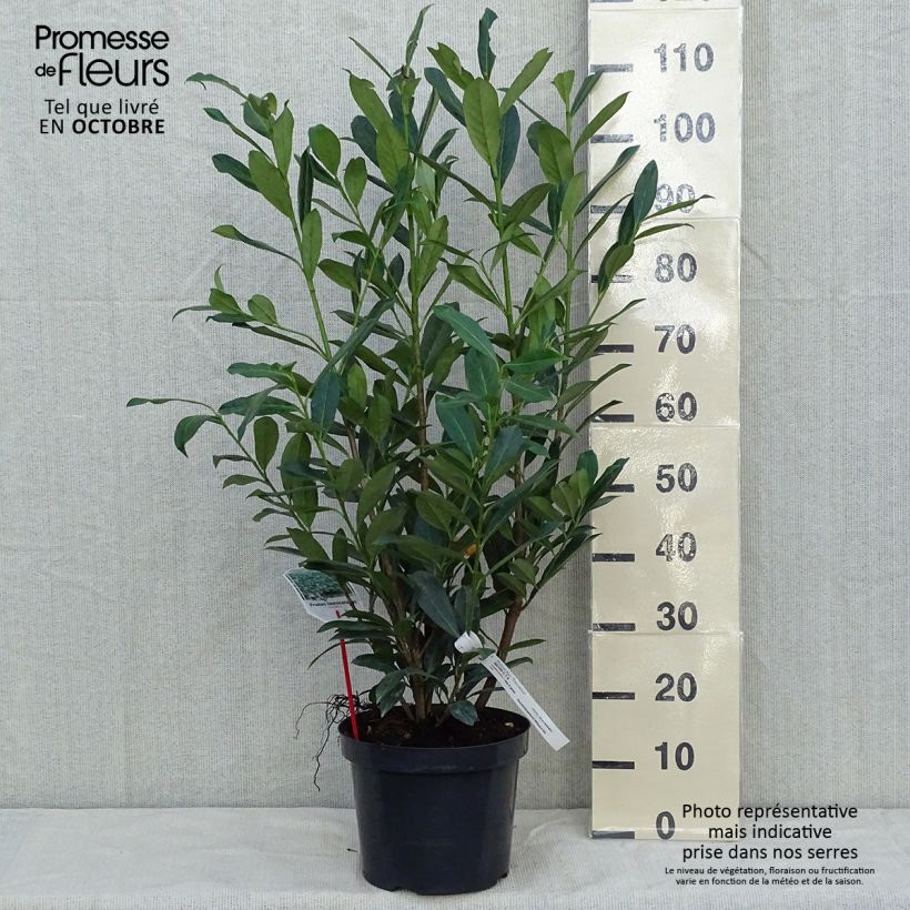 Spécimen de Laurier cerise -  Prunus laurocerasus Caucasica - Laurier Palme - Laurier du Caucase Pot de 7,5L/10L tel que livré en automne