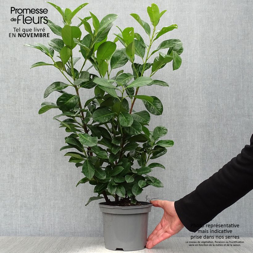 Spécimen de Laurier cerise - Prunus laurocerasus Etna Pot de 2L/3L tel que livré en automne
