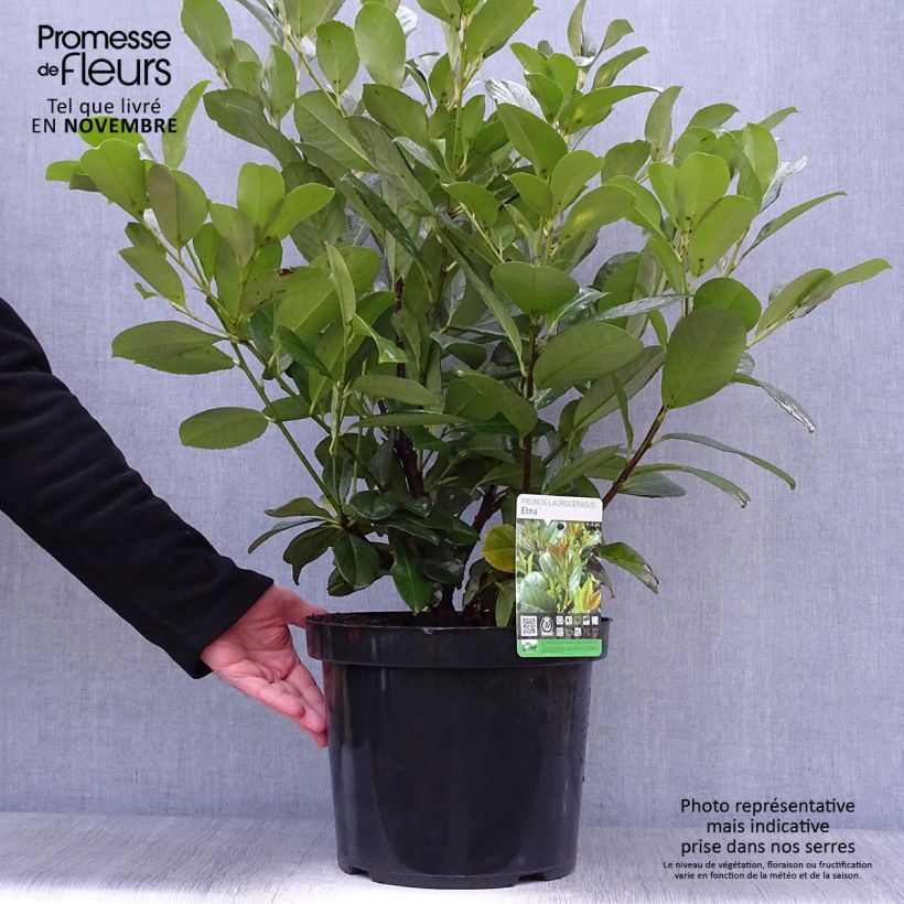 Spécimen de Laurier cerise - Prunus laurocerasus Etna Pot de 4L/5L tel que livré en automne