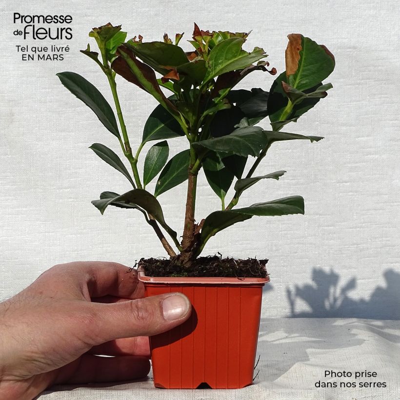 Spécimen de Laurier cerise - Prunus laurocerasus Etna Godet de 8/9 cm tel que livré au printemps