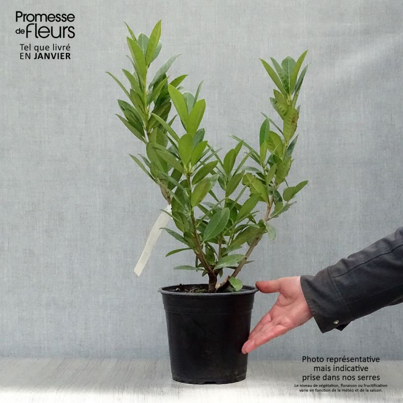 Spécimen de Laurier cerise - Prunus laurocerasus Greentorch Pot de 3L/4L tel que livré en hiver