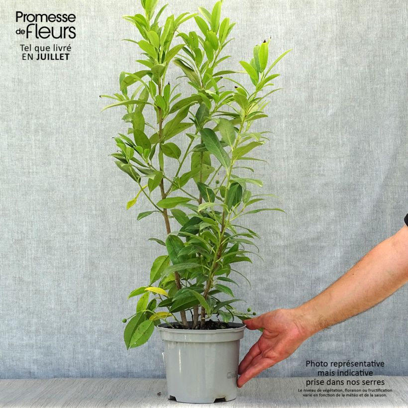 Spécimen de Laurier cerise - Prunus laurocerasus Herbergii Pot de 3L/4L tel que livré en été