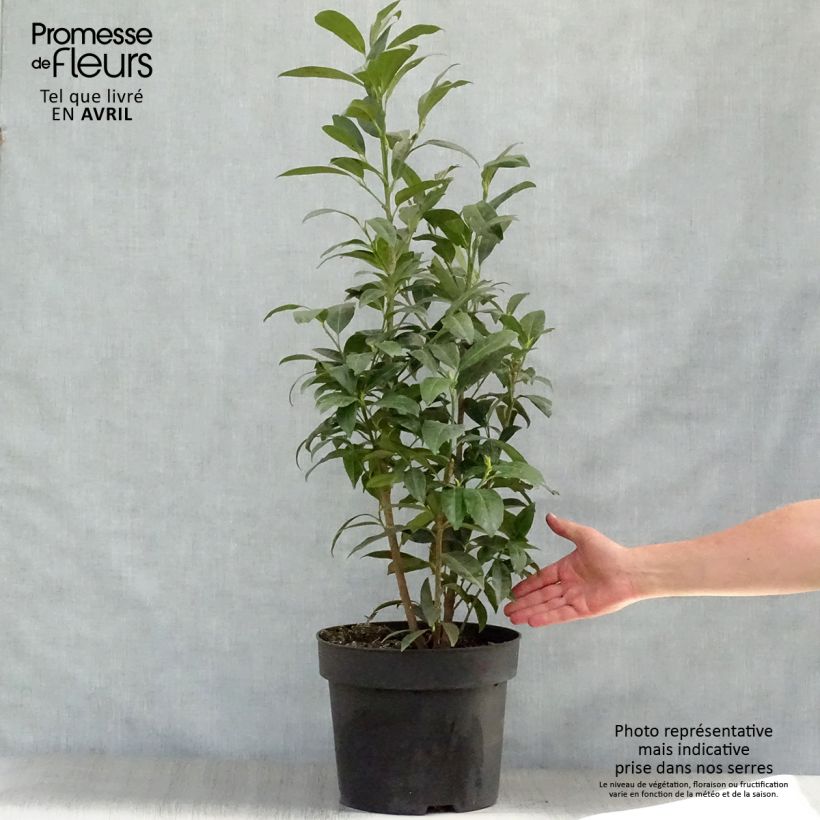 Spécimen de Laurier cerise - Prunus laurocerasus Herbergii Pot de 7,5L/10L tel que livré au printemps