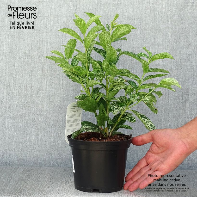 Spécimen de Laurier cerise - Prunus laurocerasus Marbled White Pot de 2L/3L tel que livré en automne