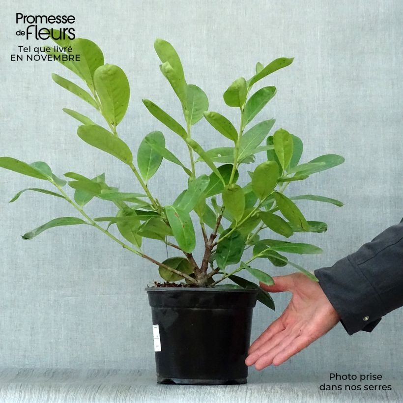 Spécimen de Laurier cerise - Prunus laurocerasus Novita Pot de 2L/3L tel que livré en automne