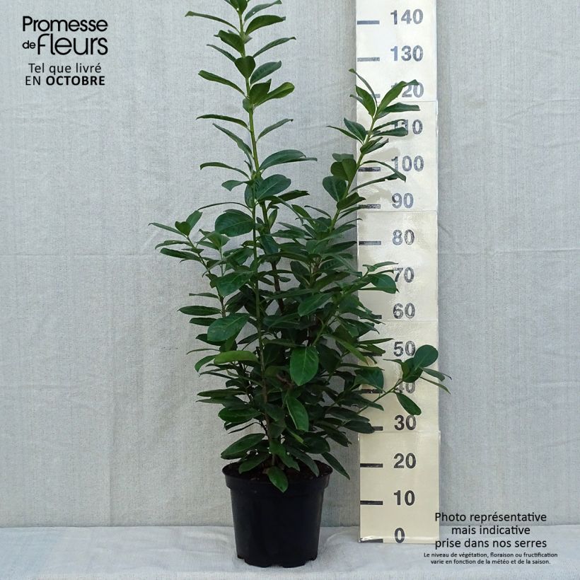 Spécimen de Laurier cerise - Prunus laurocerasus Novita Pot de 7,5L/10L tel que livré en automne