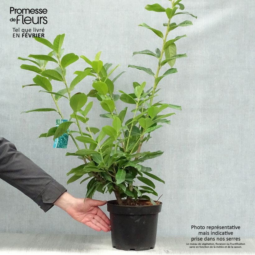 Spécimen de Laurier cerise - Prunus laurocerasus Novita Pot de 4L/5L tel que livré en hiver
