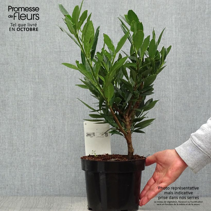 Spécimen de Laurier cerise - Prunus laurocerasus Otto Luyken  Pot de 2L/3L tel que livré en automne