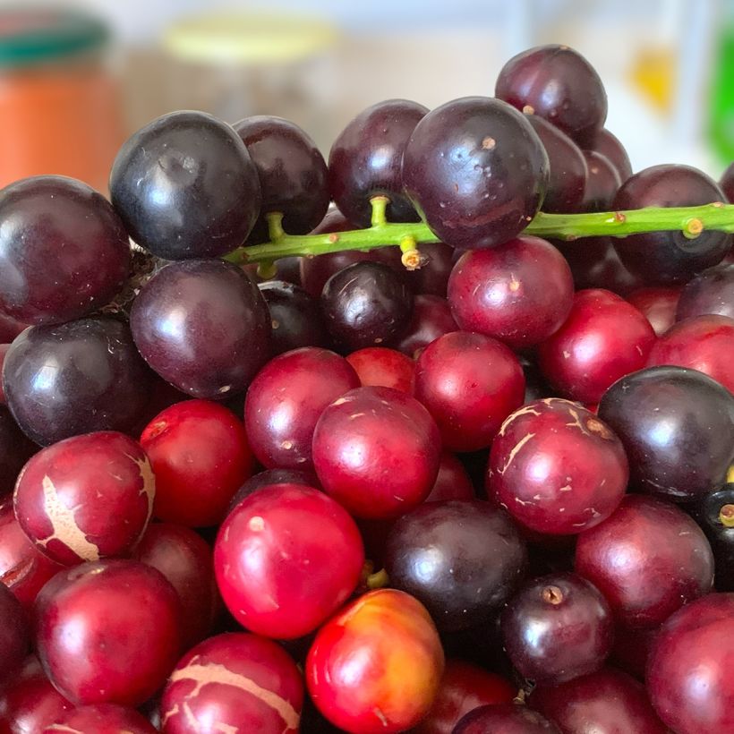 Laurier cerise - Prunus laurocerasus Otto Luyken  (Récolte)