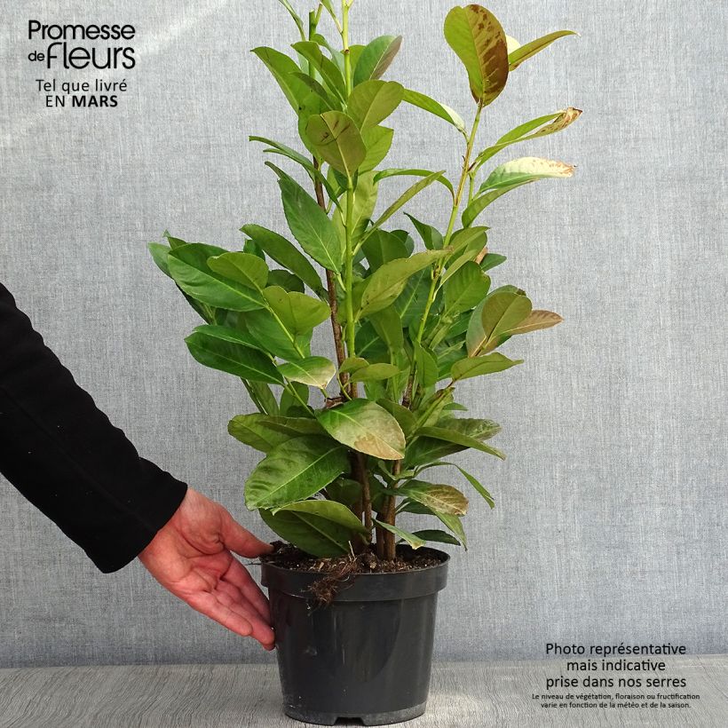 Spécimen de Laurier cerise - Prunus laurocerasus Rotundifolia Pot de 3L/4L tel que livré en hiver