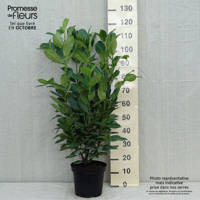 Spécimen de Laurier cerise - Prunus laurocerasus Rotundifolia Pot de 7,5L/10L tel que livré en automne