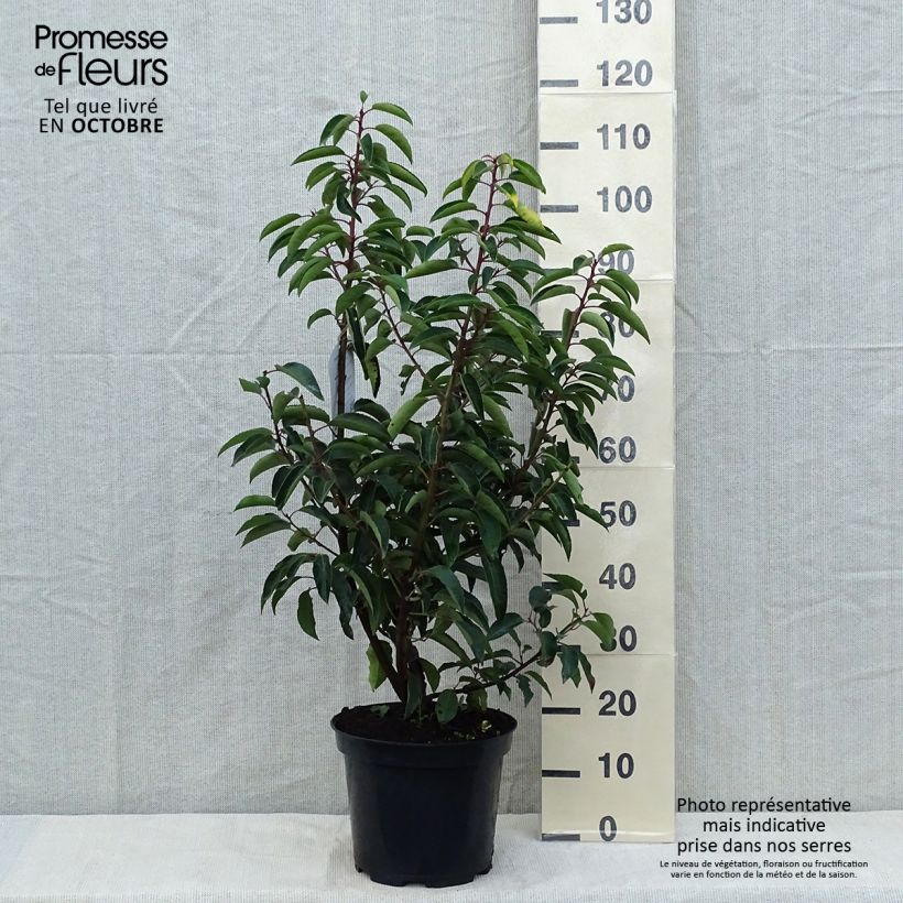 Spécimen de Laurier du Portugal - Prunus lusitanica Pot de 7,5L/10L tel que livré en automne