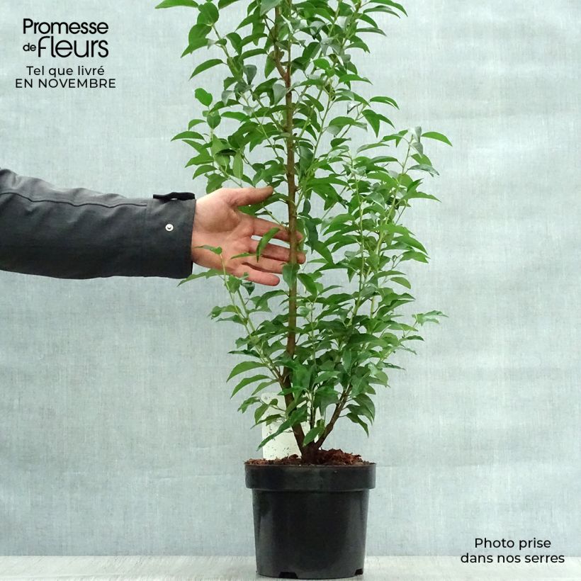 Spécimen de Laurier du Portugal, Prunus lusitanica Angustifolia  Pot de 3L/4L tel que livré en automne