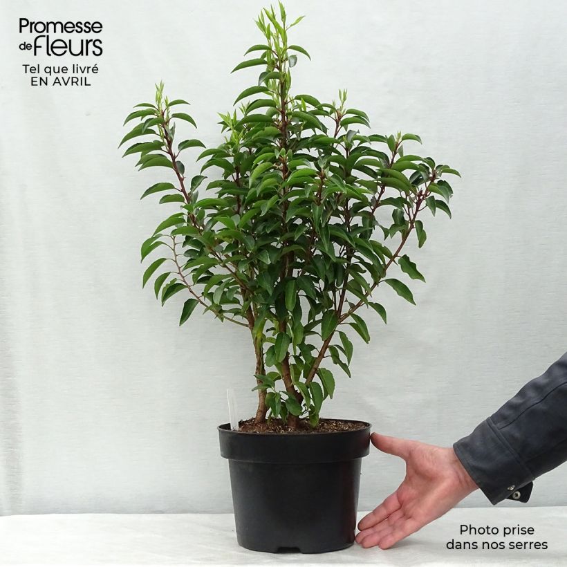 Spécimen de Laurier du Portugal, Prunus lusitanica Angustifolia  Pot de 3L/4L tel que livré au printemps