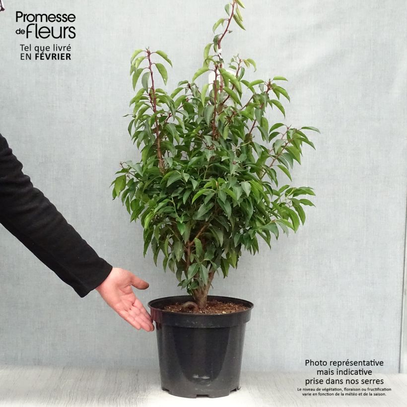 Spécimen de Laurier du Portugal, Prunus lusitanica Angustifolia  Pot de 7,5L/10L tel que livré en hiver
