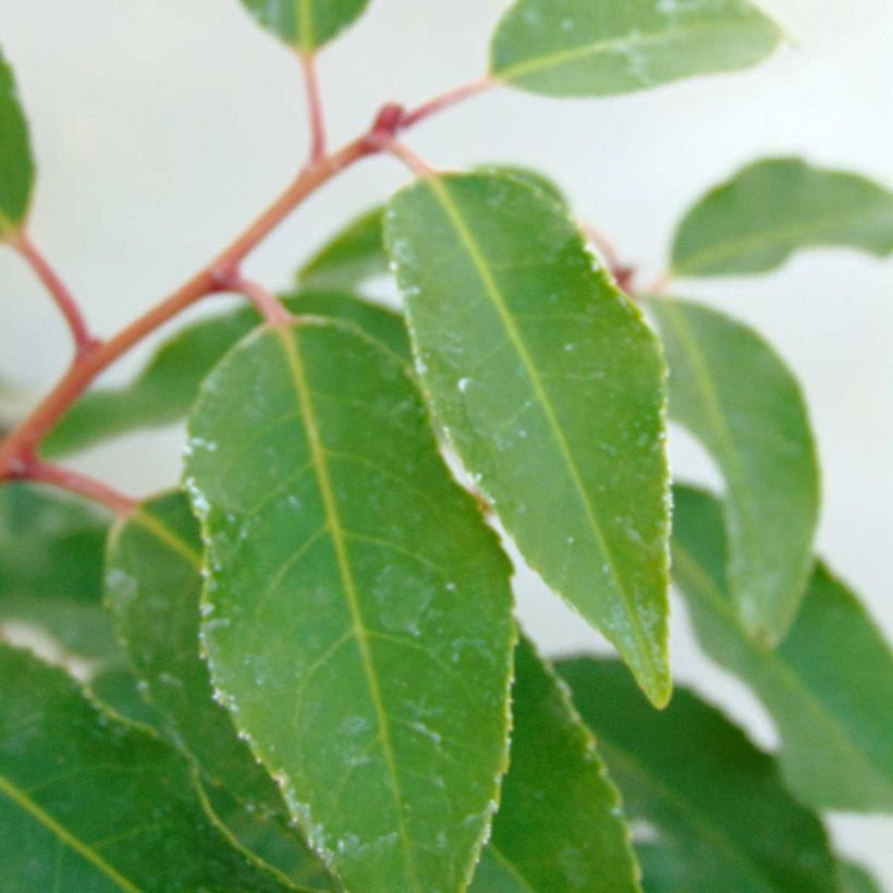 Laurier du Portugal, Prunus lusitanica Angustifolia (Feuillage)