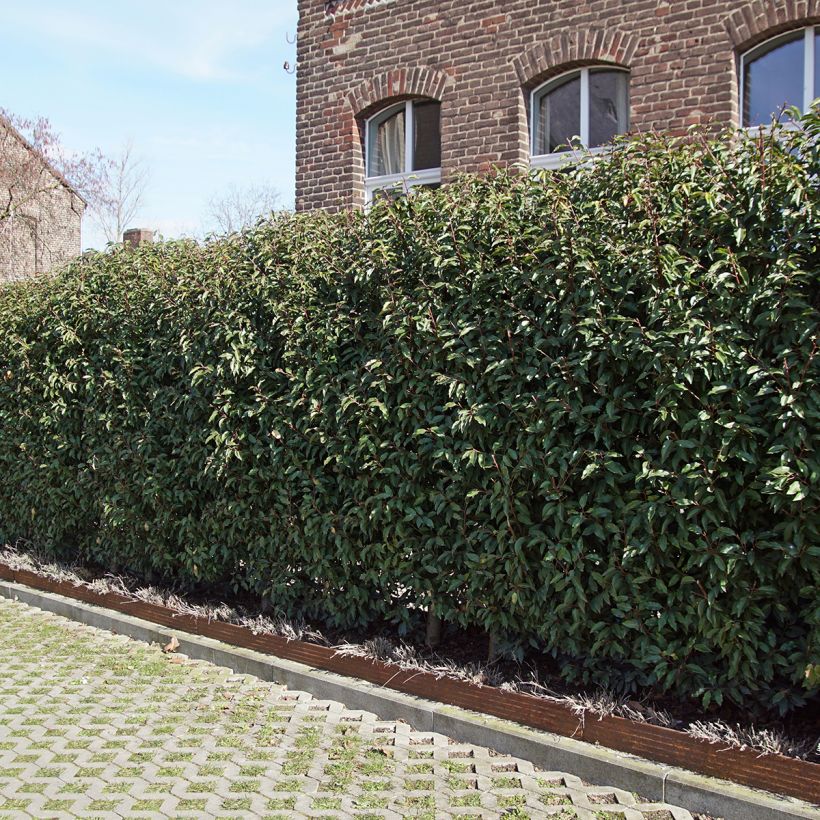 Laurier du Portugal, Prunus lusitanica Angustifolia (Port)