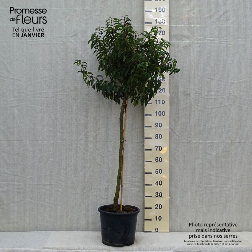 Spécimen de Laurier du Portugal - Prunus lusitanica Myrtifolia Pot de 12L/15L, Demi-Tige tel que livré en hiver