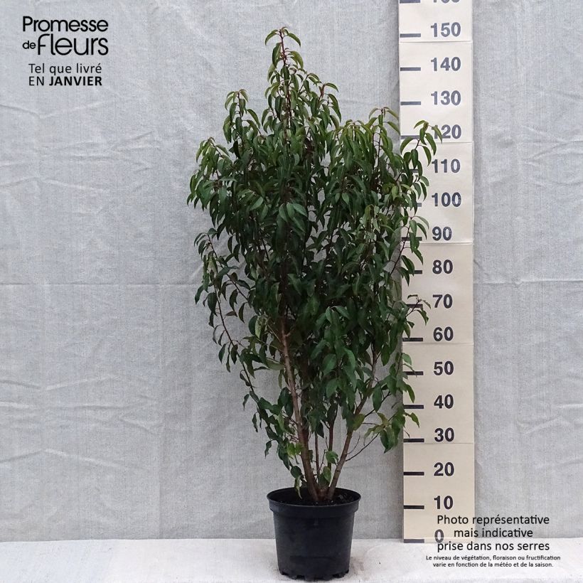 Spécimen de Laurier du Portugal - Prunus lusitanica Myrtifolia Pot de 6L/7L tel que livré en hiver