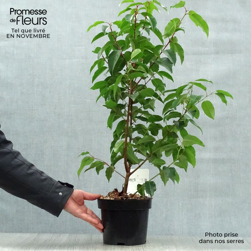 Spécimen de Laurier du Portugal - Prunus lusitanica Pot de 3L/4L tel que livré en automne