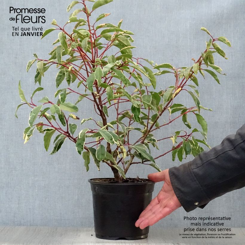 Spécimen de Laurier du Portugal panaché - Prunus lusitanica Variegata Pot de 3L/4L tel que livré en hiver