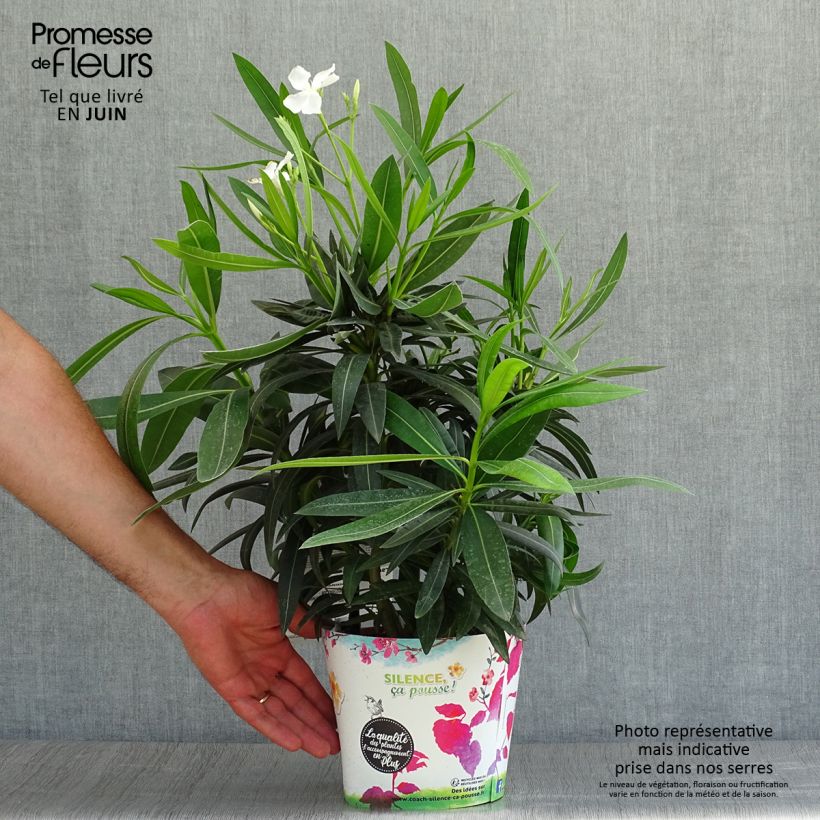 Spécimen de Laurier rose Alsace - Nerium oleander Pot de 3L/4L, Touffe tel que livré en été