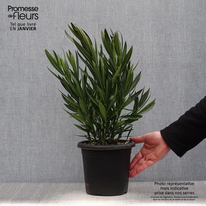 Spécimen de Laurier rose Angiolo Pucci - Nerium oleander Pot de 3L/4L, Touffe tel que livré en hiver