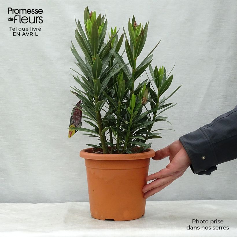 Spécimen de Laurier rose Emilie - Nerium oleander Pot de 3L/4L, Buisson, Touffe tel que livré au printemps