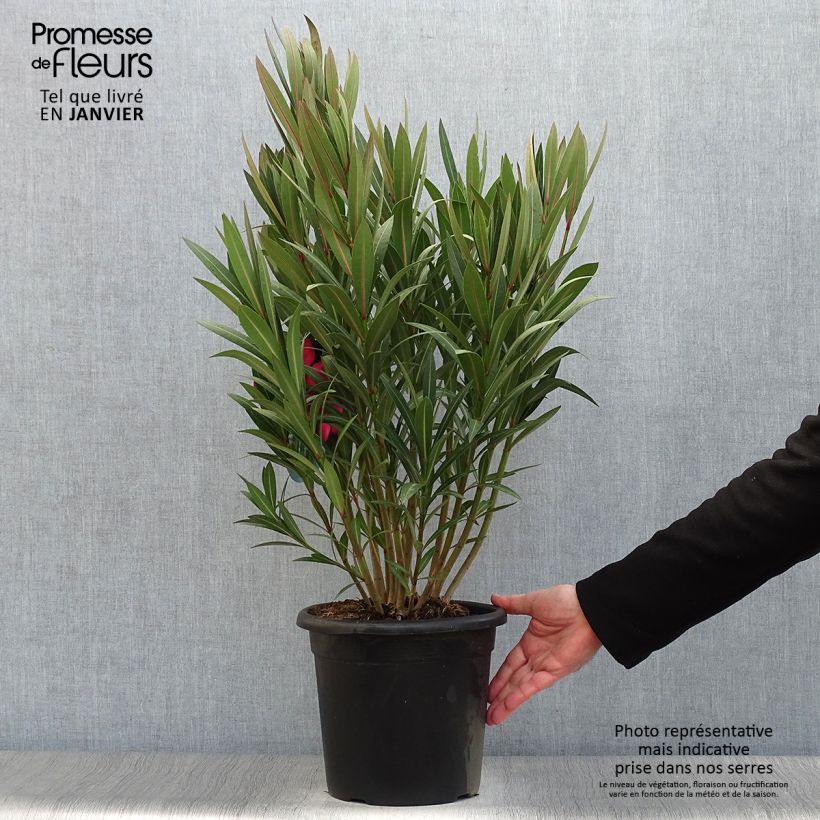 Spécimen de Laurier rose Italia - Nerium oleander Pot de 3L/4L, Touffe tel que livré en hiver