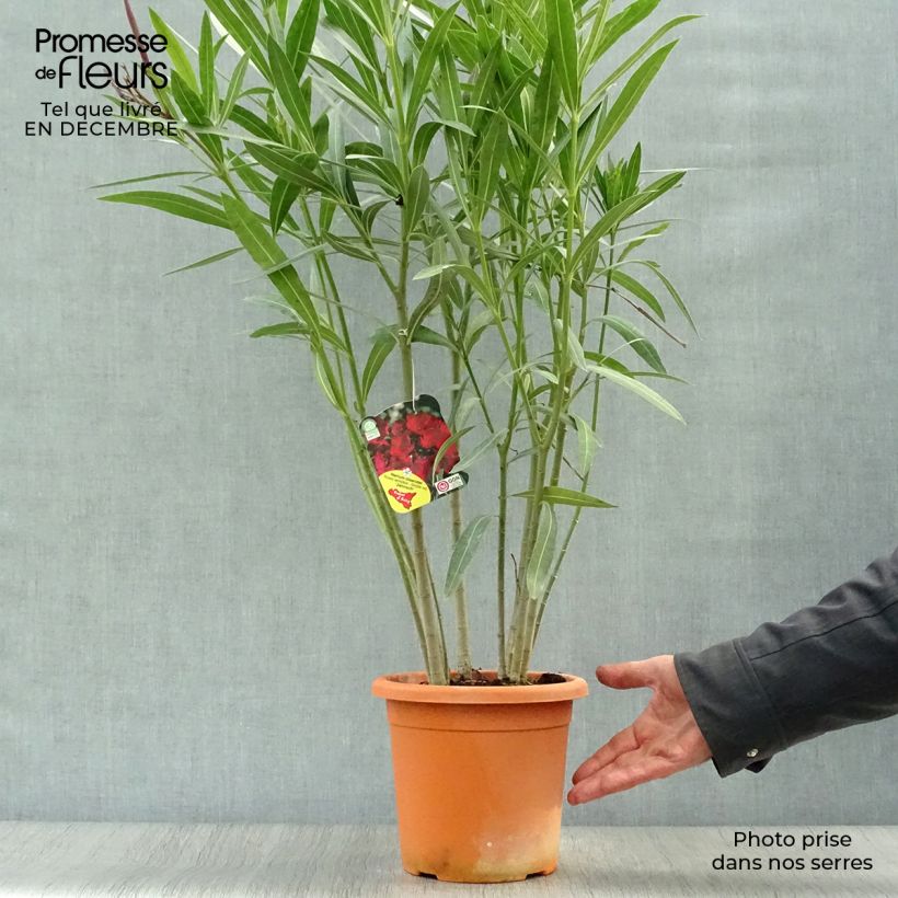 Spécimen de Laurier rose Jannoch - Nerium oleander Pot de 3L/4L, Touffe tel que livré en hiver
