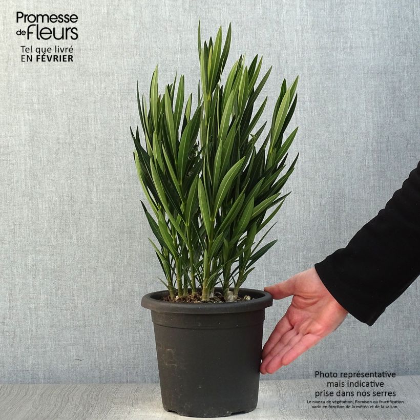 Spécimen de Laurier rose Luteum Plenum - Nerium oleander Pot de 3L/4L, Touffe tel que livré en hiver