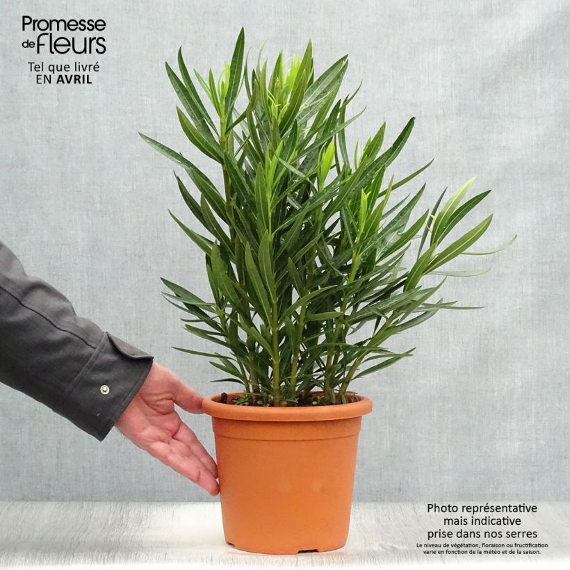 Spécimen de Laurier rose Luteum Plenum - Nerium oleander Pot de 3L/4L, Buisson, Touffe tel que livré au printemps