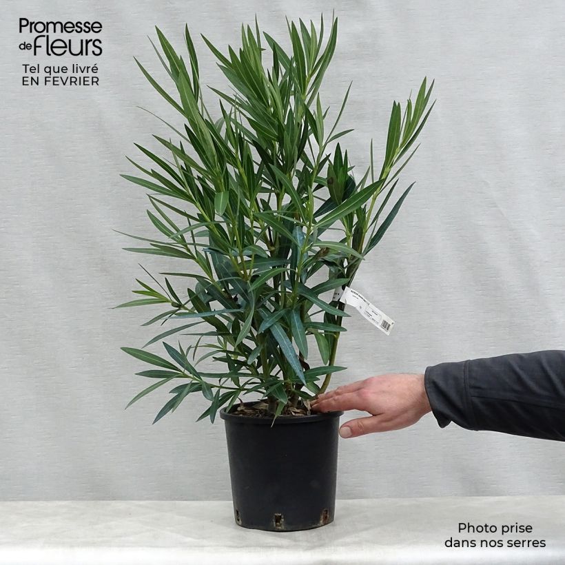 Spécimen de Laurier rose - Nerium oleander Blanc Pot de 2L/3L, Touffe tel que livré en hiver