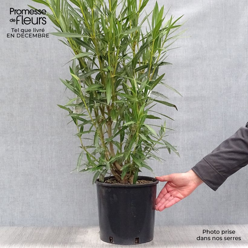 Spécimen de Laurier rose - Nerium oleander Blanc Pot de 6L/7L tel que livré en hiver