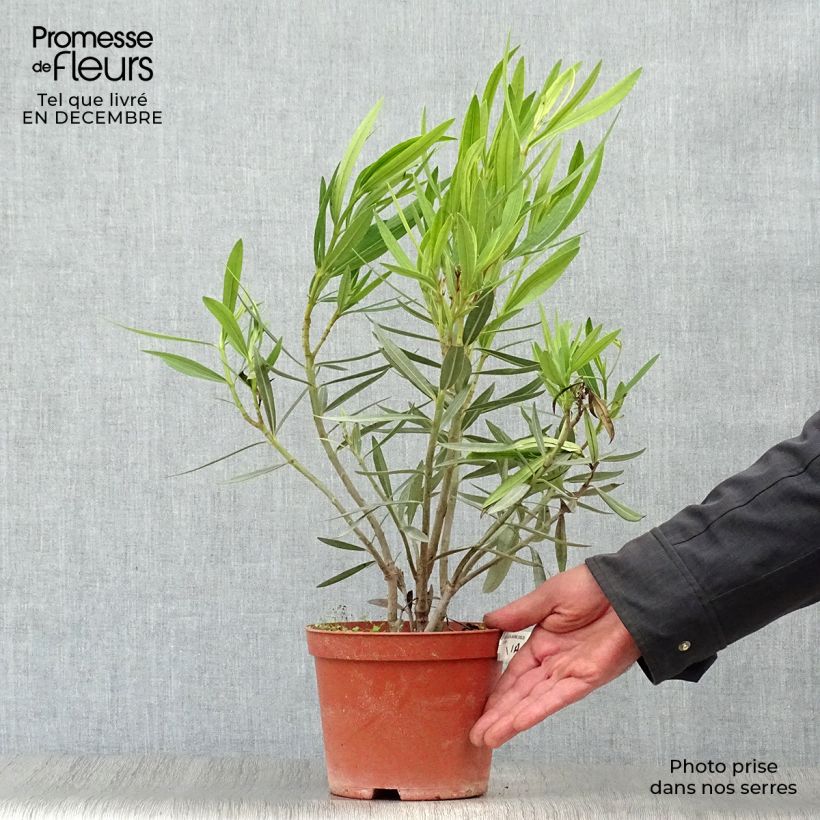 Spécimen de Laurier rose - Nerium oleander Jaune Pot de 2L/3L, Touffe tel que livré en hiver
