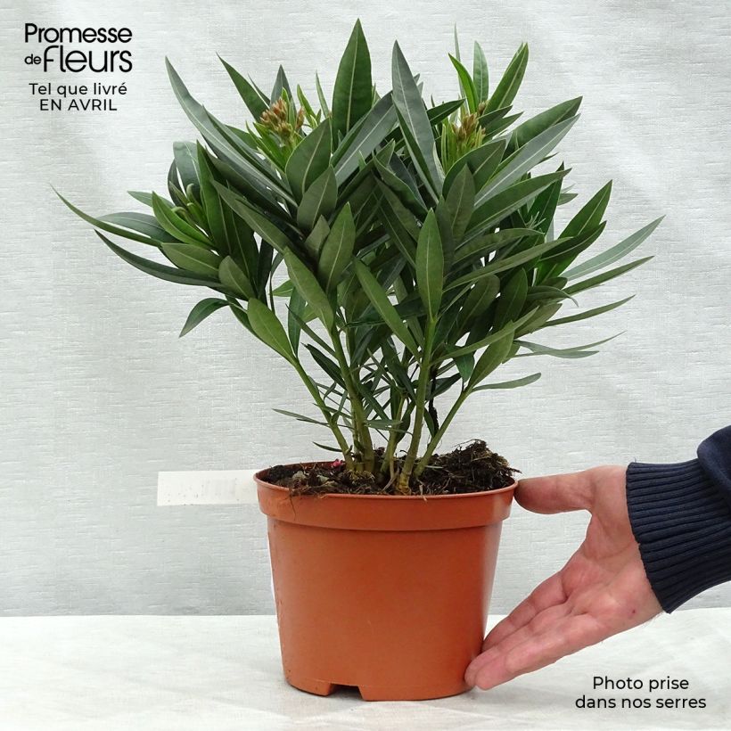 Spécimen de Iris germanica Fashion Statement Godet de 8/9 cm tel que livré au printemps