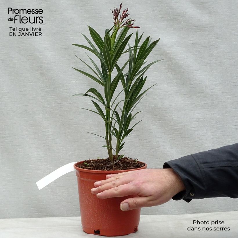 Spécimen de Laurier rose - Nerium oleander Rouge Simple Pot de 2L/3L, Touffe tel que livré en hiver